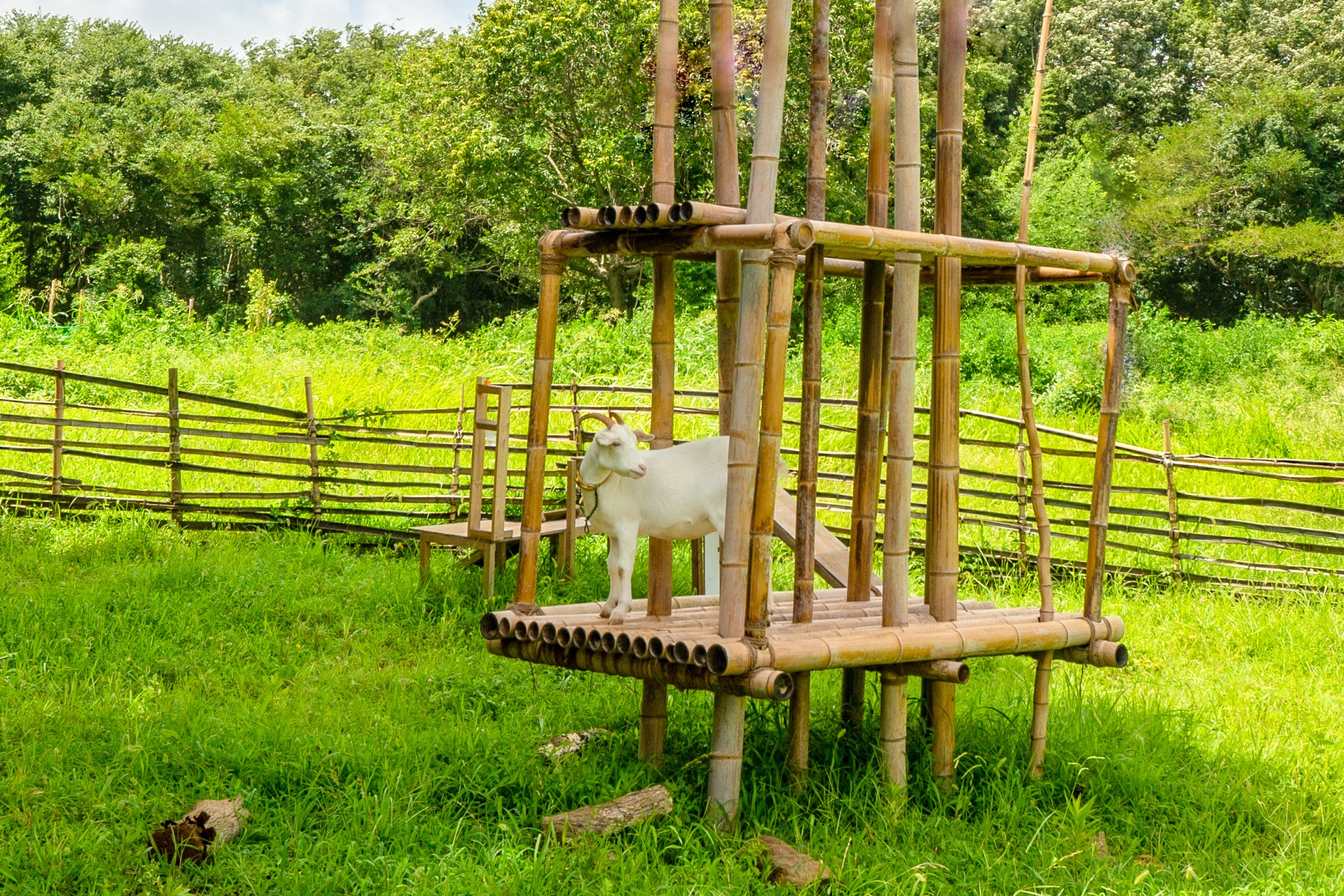 竹林のヤギ小屋